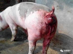 亚洲脱肛视频,成因、症状及预防措施