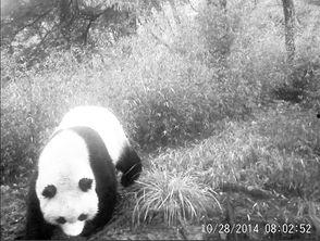 熊猫 成人 视频,揭秘大熊猫的成年生活